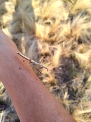 Coptopteryx argentina