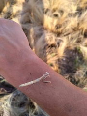 Coptopteryx argentina