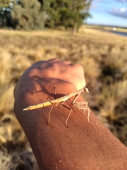 Coptopteryx argentina