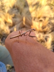 Coptopteryx argentina