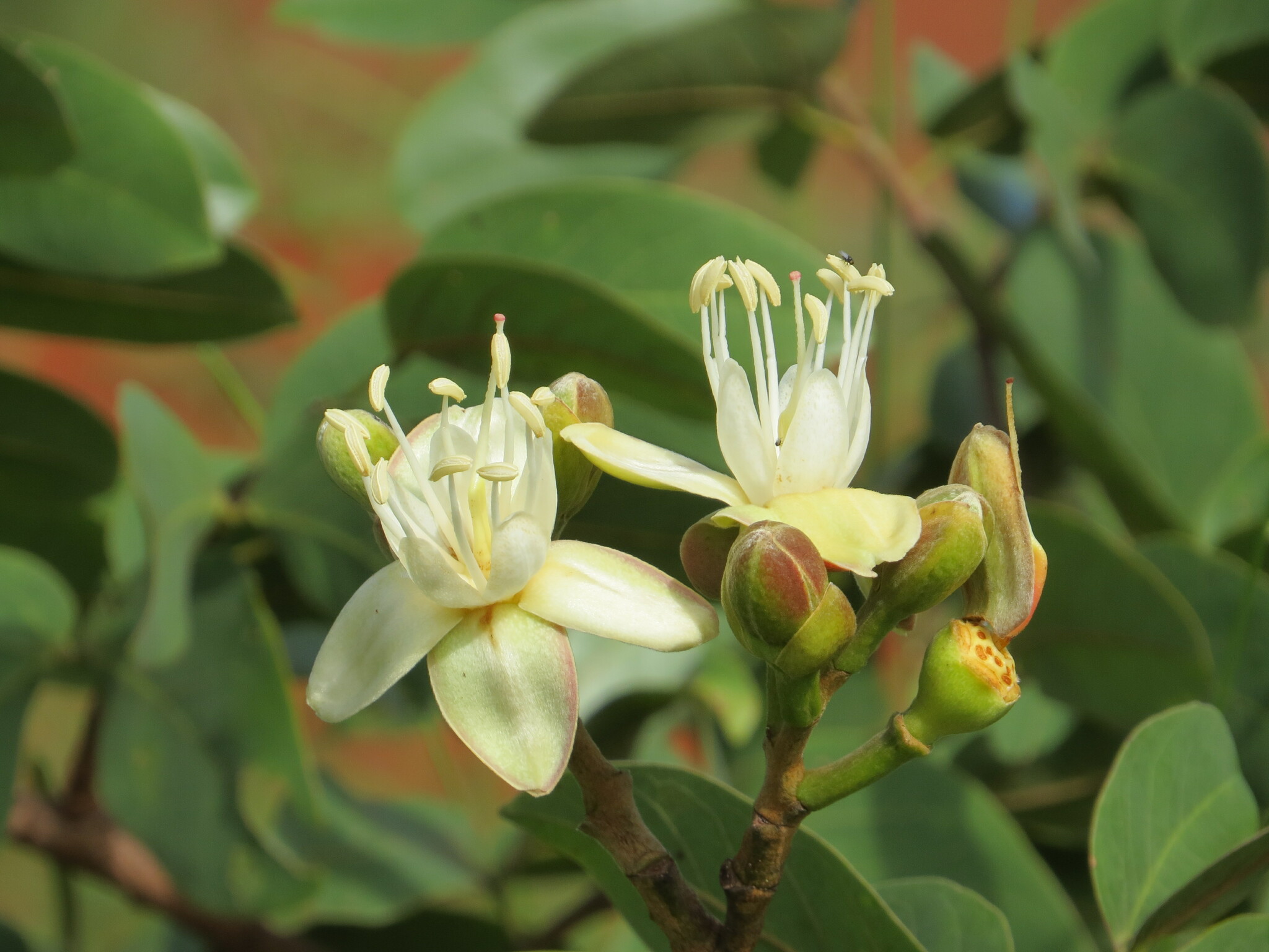 Imagem de Jatobá-do-cerrado