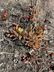 Delosperma repens