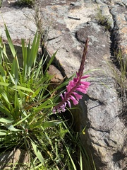 Watsonia densiflora