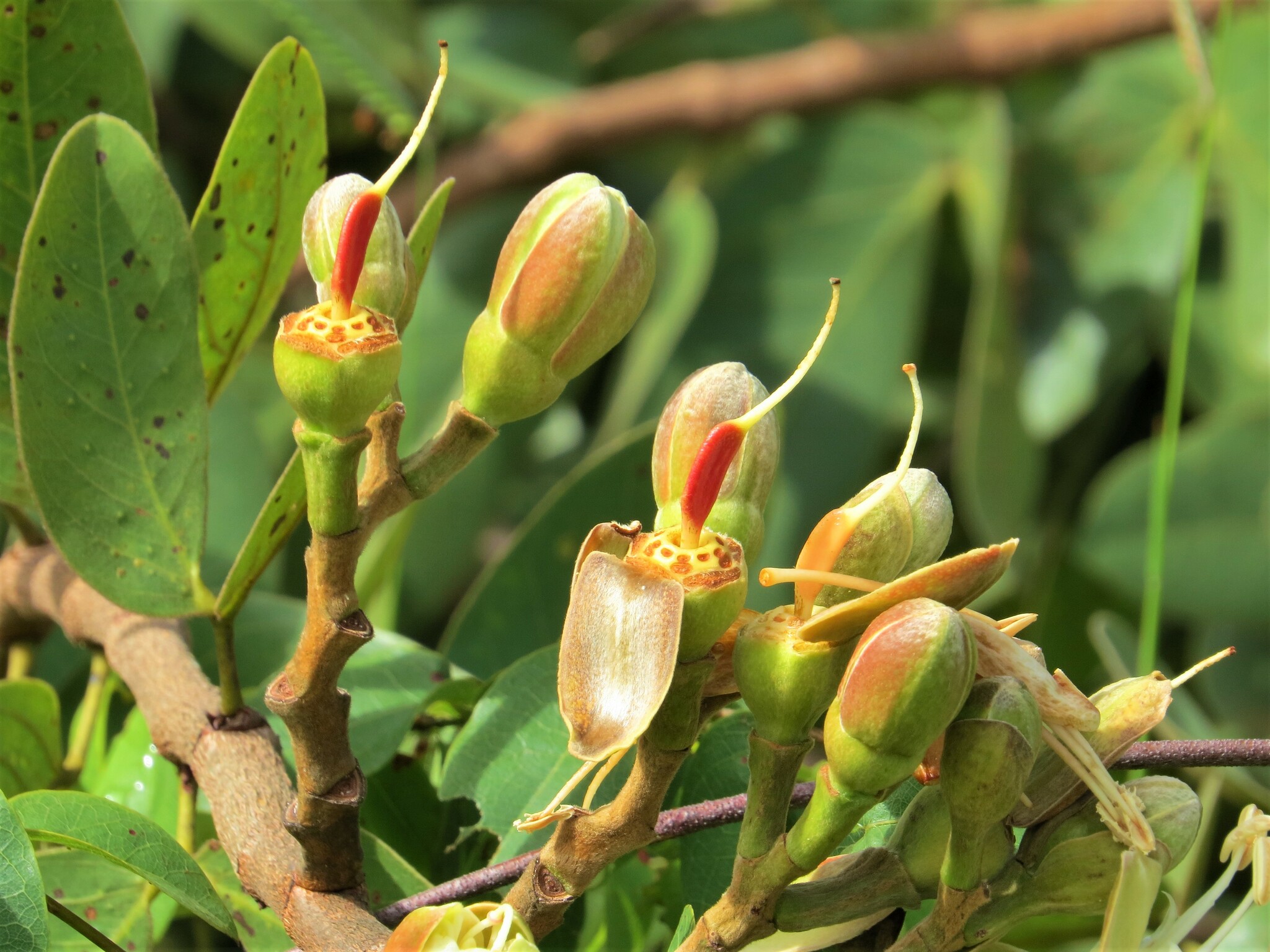 Imagem de Jatobá-do-cerrado