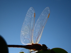 Anax ephippiger
