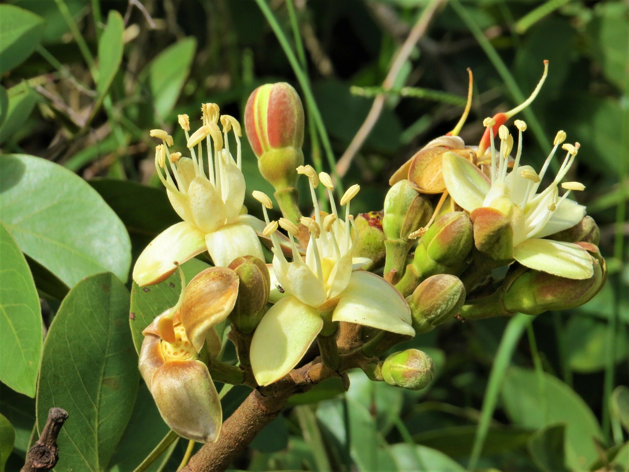 Imagem de Jatobá-do-cerrado