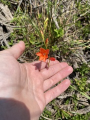 Tritonia disticha