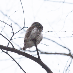 Glaucidium passerinum