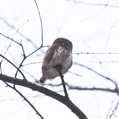 Glaucidium passerinum