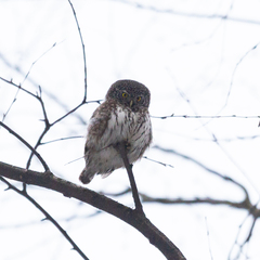 Glaucidium passerinum