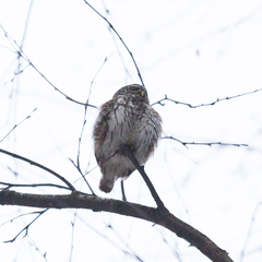 Glaucidium passerinum