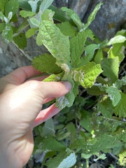 Tarchonanthus trilobus