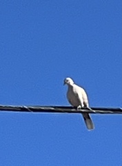 Streptopelia decaocto