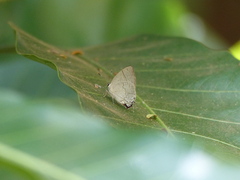 Symbiopsis lenitas