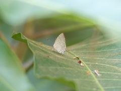 Symbiopsis lenitas