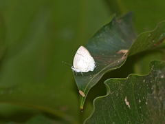 Symbiopsis lenitas