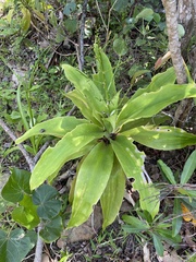 Dracaena aletriformis