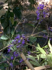 Brillantaisia owariensis