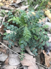 Sanguisorba verrucosa