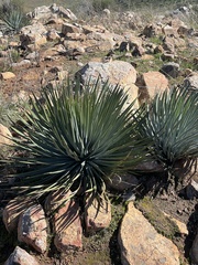 Hesperoyucca whipplei