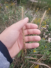 Elymus riparius