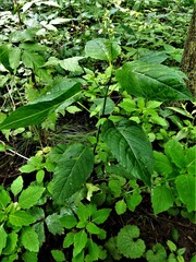 Circaea canadensis canadensis