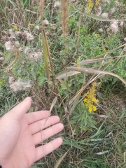 Elymus riparius