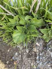 Mesembryanthemum crystallinum
