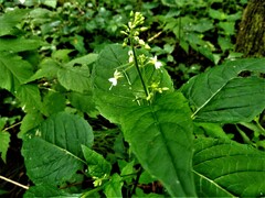 Circaea canadensis canadensis