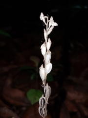 Wullschlaegelia calcarata