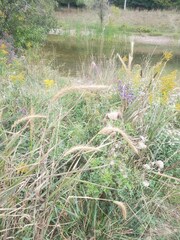 Elymus riparius