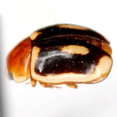 Hyperaspidius insignis