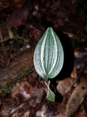 Psilochilus macrophyllus