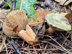Lactarius rubrilacteus