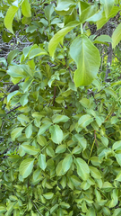 Sambucus cerulea