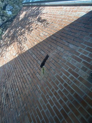 Chrysopa quadripunctata