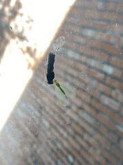 Chrysopa quadripunctata