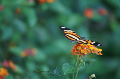 Heliconius ethilla