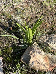 Toxicoscordion fremontii