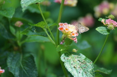 Vehilius stictomenes