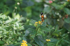 Heliconius ethilla