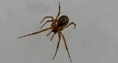 Stemonyphantes lineatus