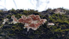 Steccherinum bourdotii