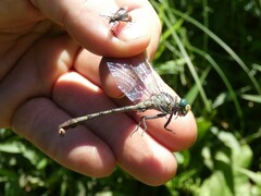 Arigomphus