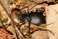 Cychrus caraboides