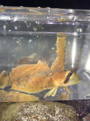 Nautichthys oculofasciatus