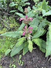 Salvia spathacea