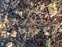 Ajuga chamaepitys
