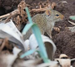 Arvicanthis niloticus