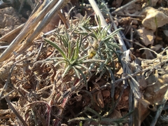 Ajuga chamaepitys